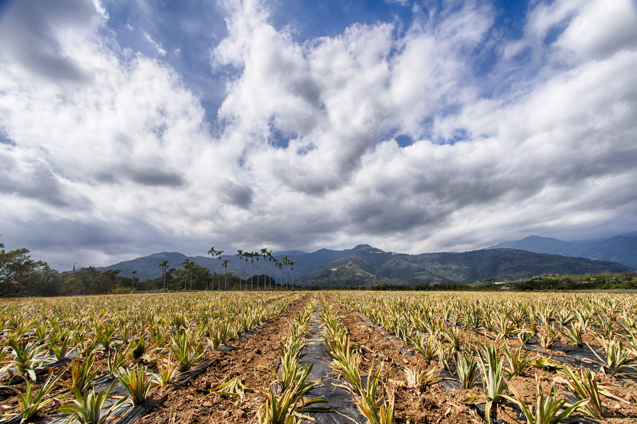 Canon EF-S 10-22mm F3.5-4.5 USM sample photo. 鳳梨田, pineapple fields, 20150207 photography
