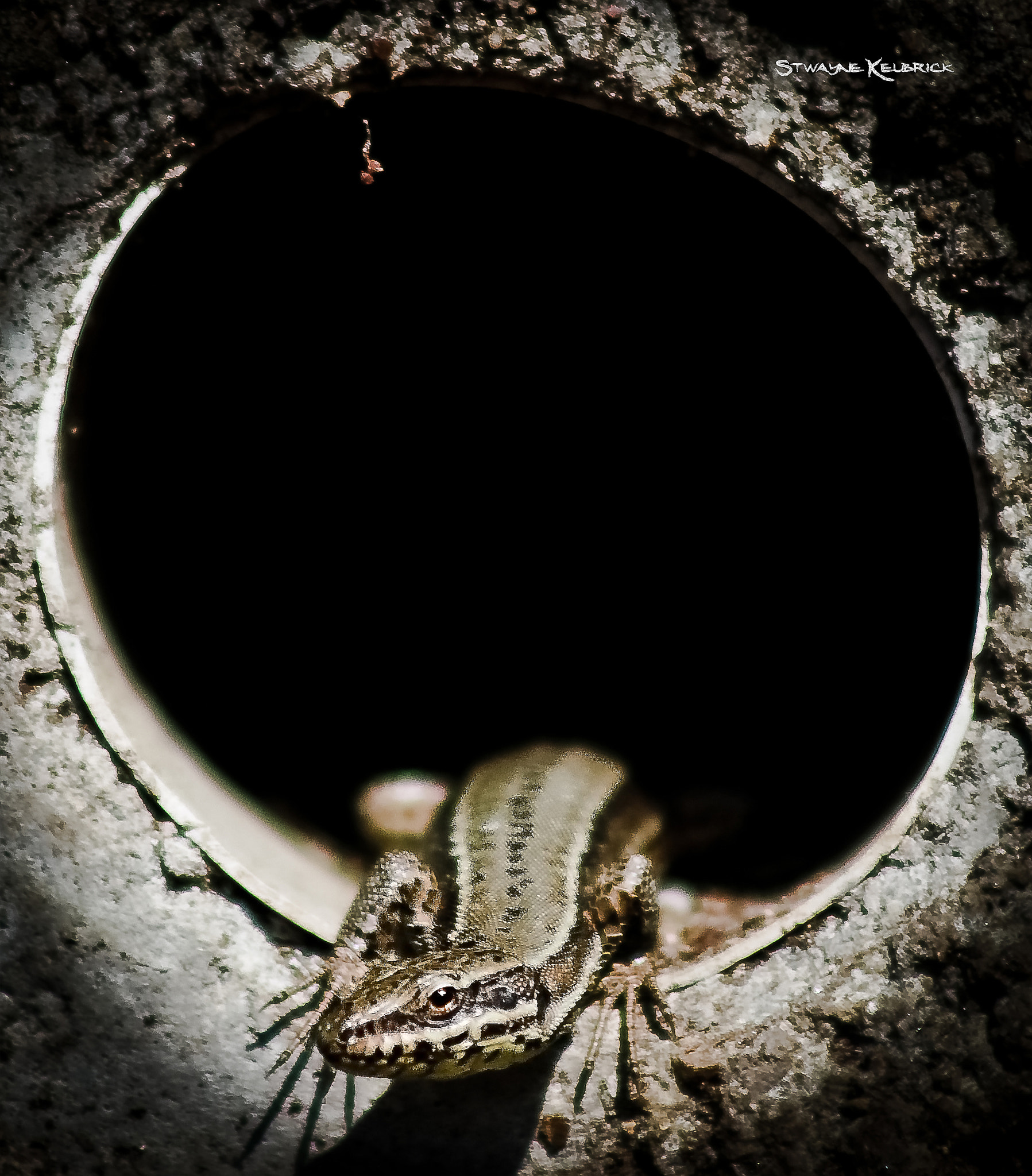 Canon EOS 7D + EF75-300mm f/4-5.6 sample photo. Exit of lizard devil by ©sk photography