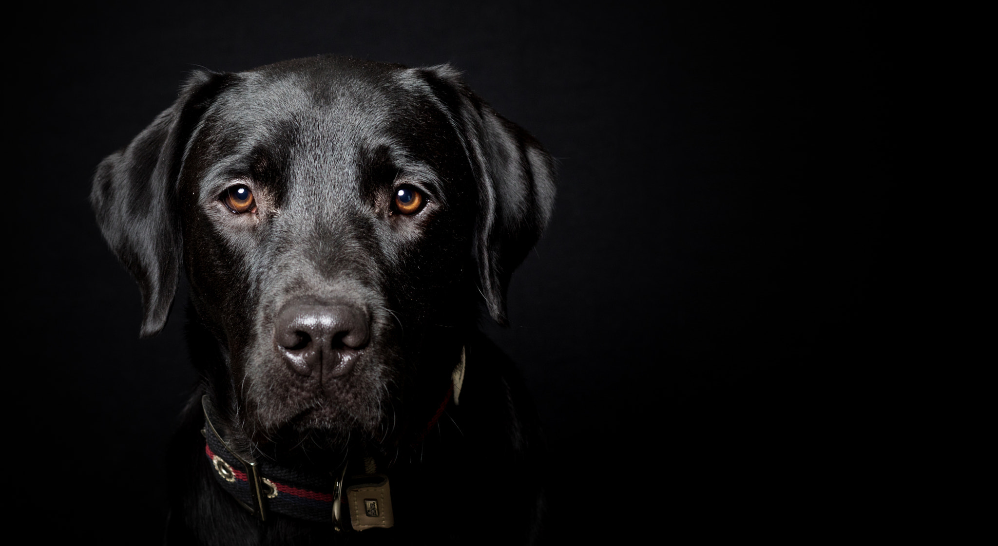 Canon EF 85mm F1.8 USM sample photo. Blacky photography