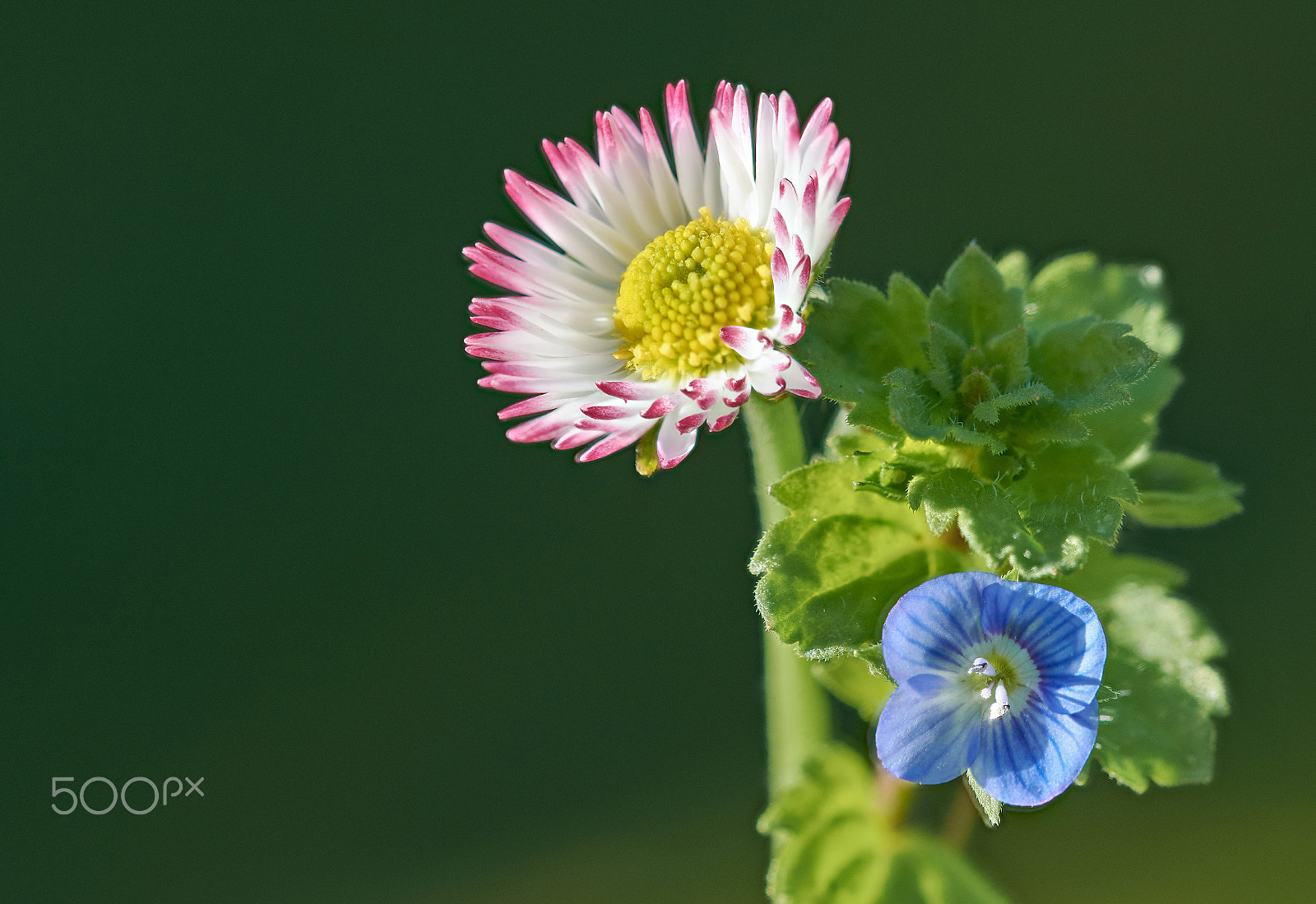 Sigma 105mm F2.8 EX DG OS HSM sample photo. Daisy and veronica persica photography