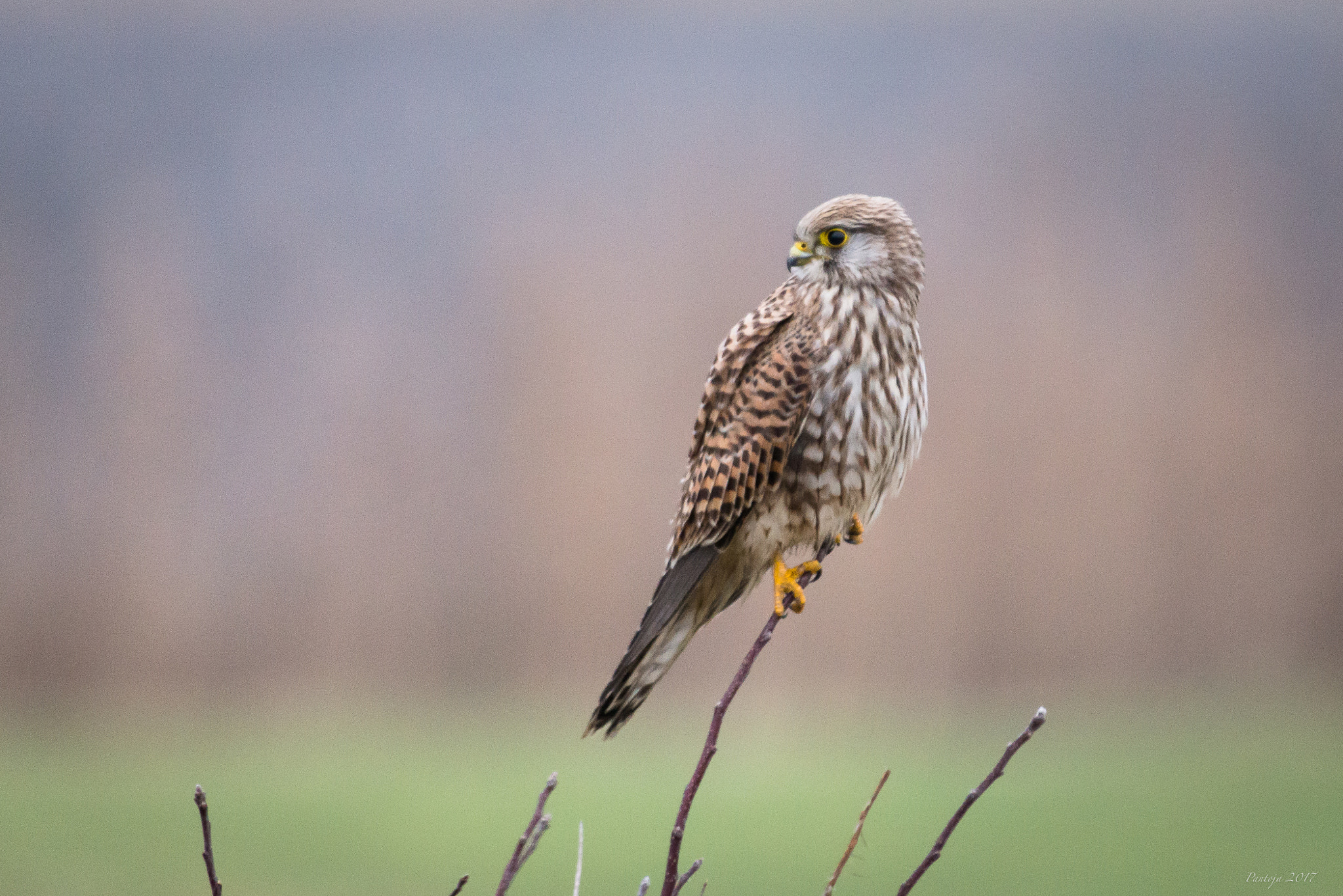 Nikon AF-S Nikkor 200-500mm F5.6E ED VR sample photo. Common kestrel photography