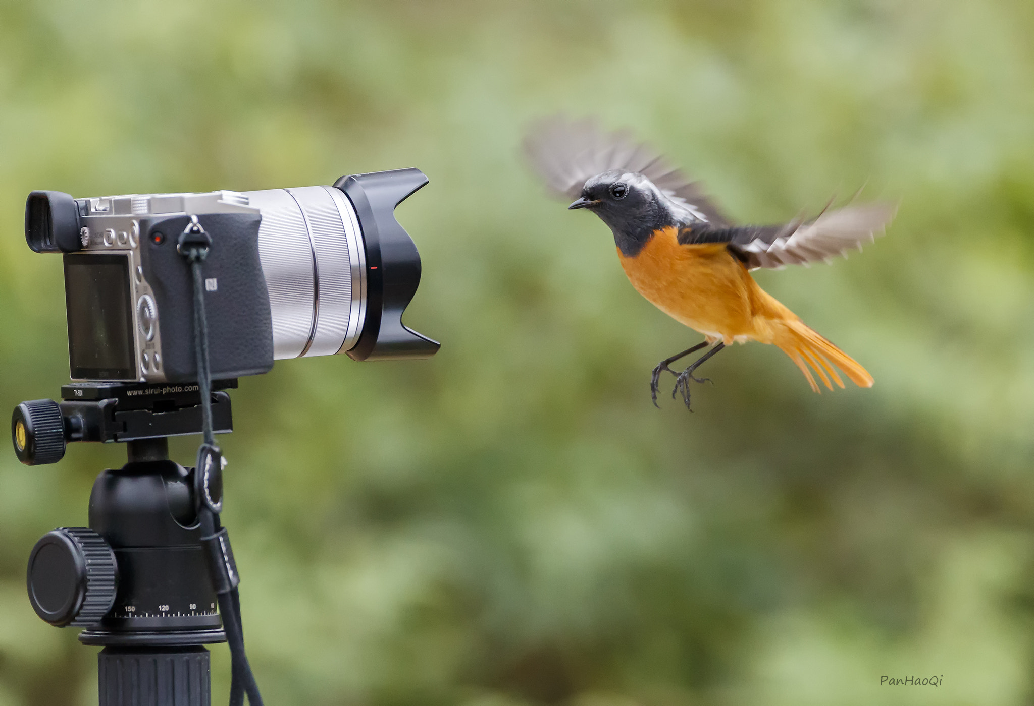 Canon EF 200-400mm F4L IS USM Extender 1.4x sample photo. Photo me photography