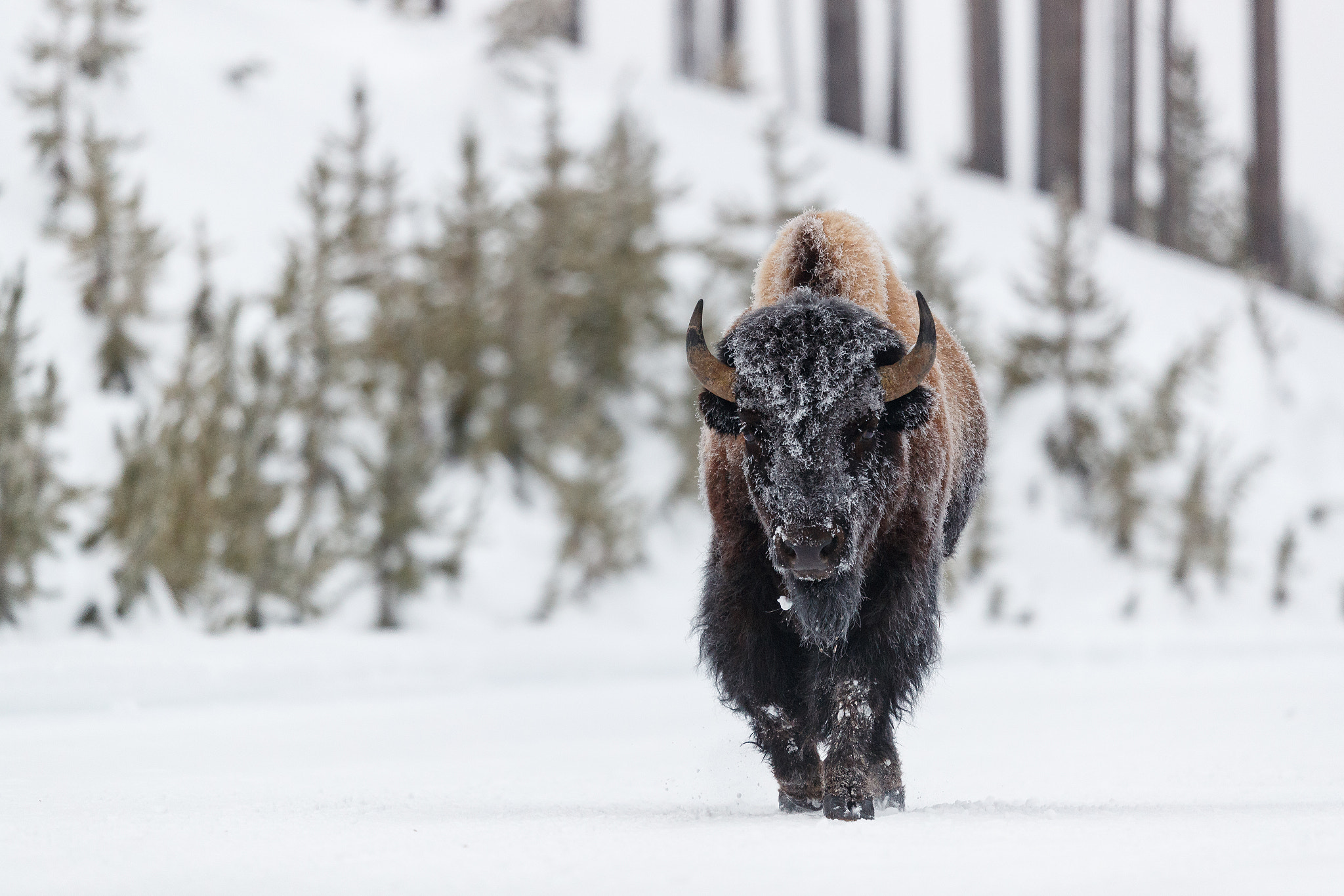 Canon EOS-1D X Mark II + Canon EF 500mm F4L IS II USM sample photo. Bisonte caminando photography