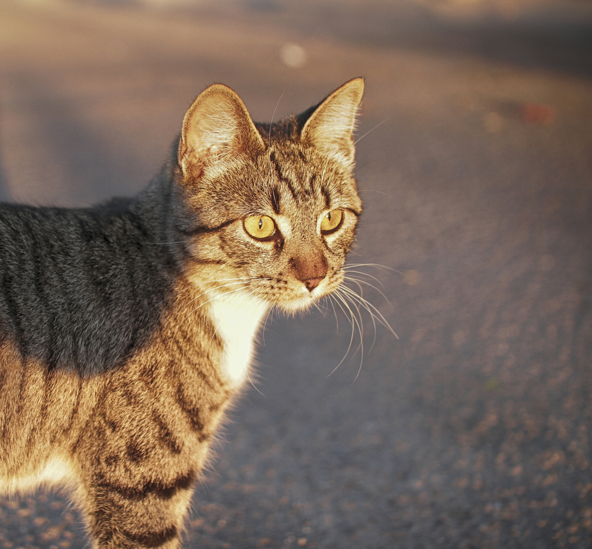 Sigma 30mm F1.4 EX DC HSM sample photo. Quiri photography