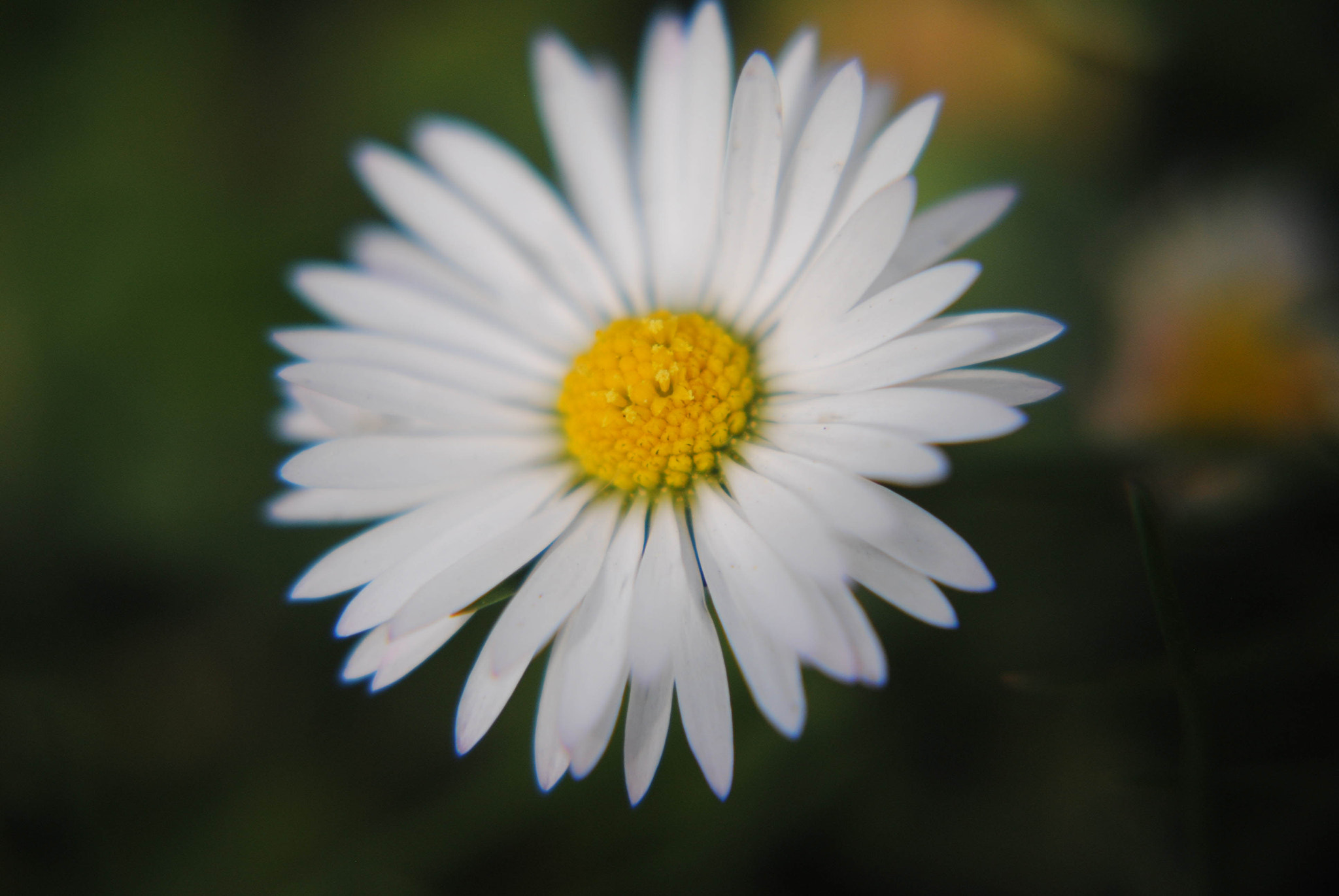 Nikon D3000 sample photo. Margarita photography
