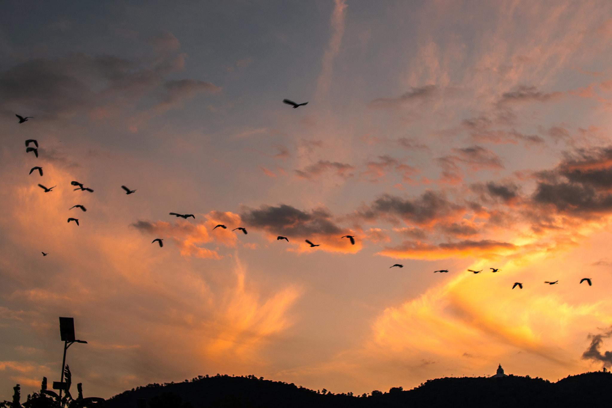 Sigma 30mm F1.4 EX DC HSM sample photo. Golden sunset and birds photography