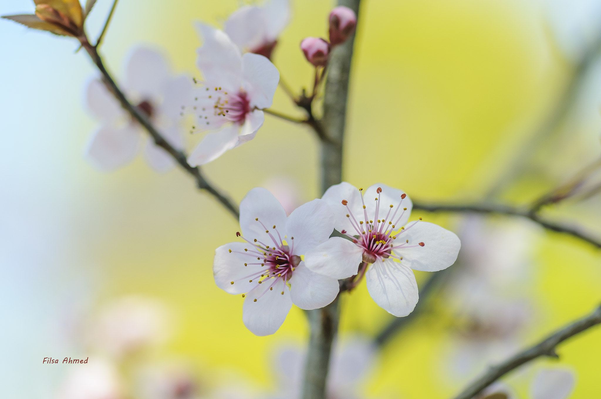 Nikon AF-S Micro-Nikkor 105mm F2.8G IF-ED VR sample photo. Spring is coming photography