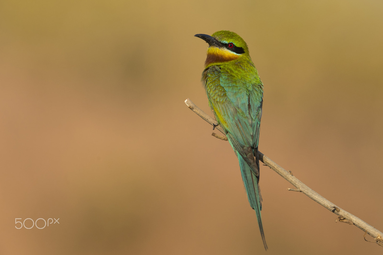 Nikon D5 + Nikon AF-S Nikkor 600mm F4G ED VR sample photo. Wonders of nature: blue-tailed bee-eater photography