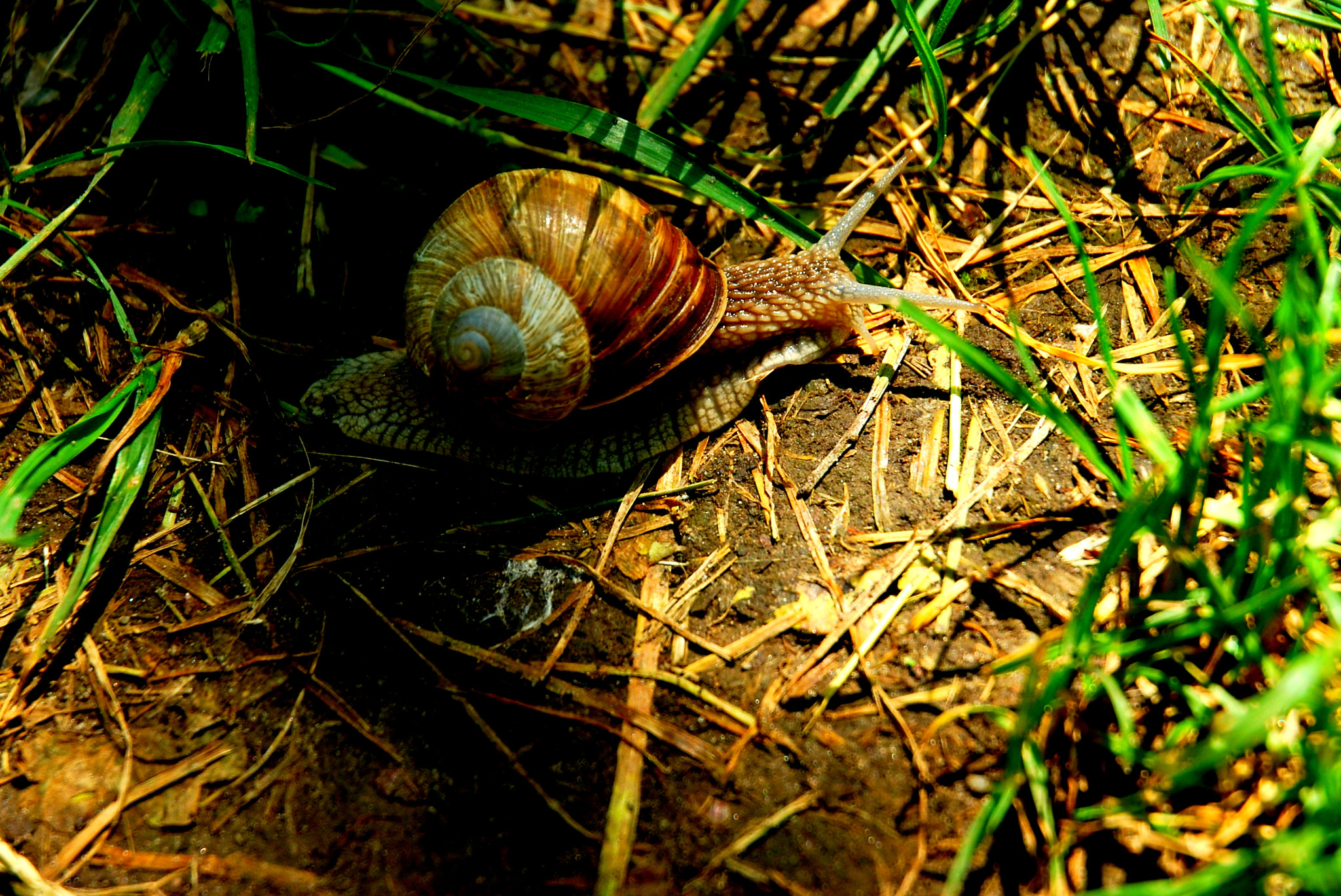 Nikon D40X + Nikon AF-S DX Nikkor 18-70mm F3.5-4.5G ED-IF sample photo. The snail! photography