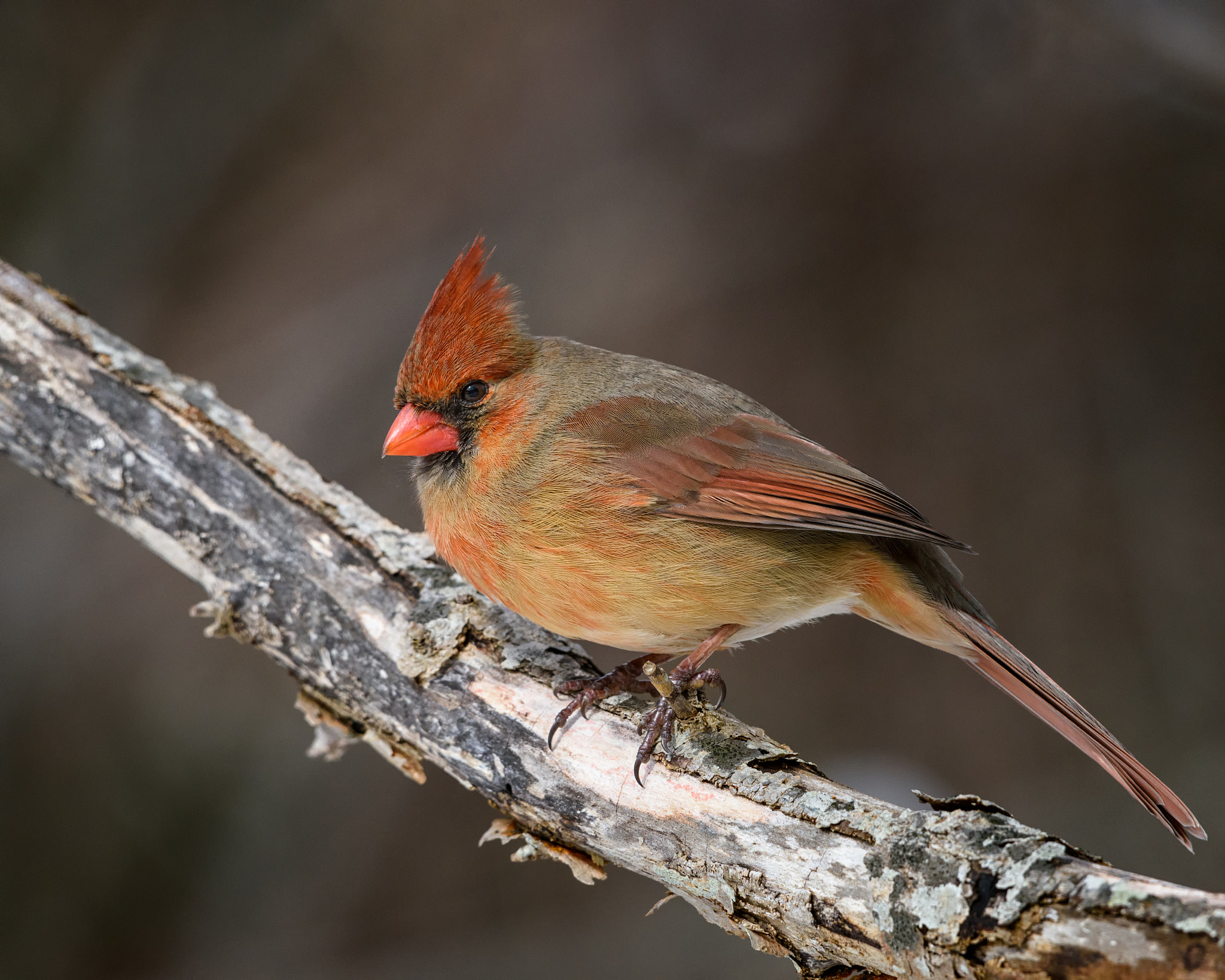 Nikon AF-S Nikkor 200-500mm F5.6E ED VR sample photo. Female northern cardinal photography