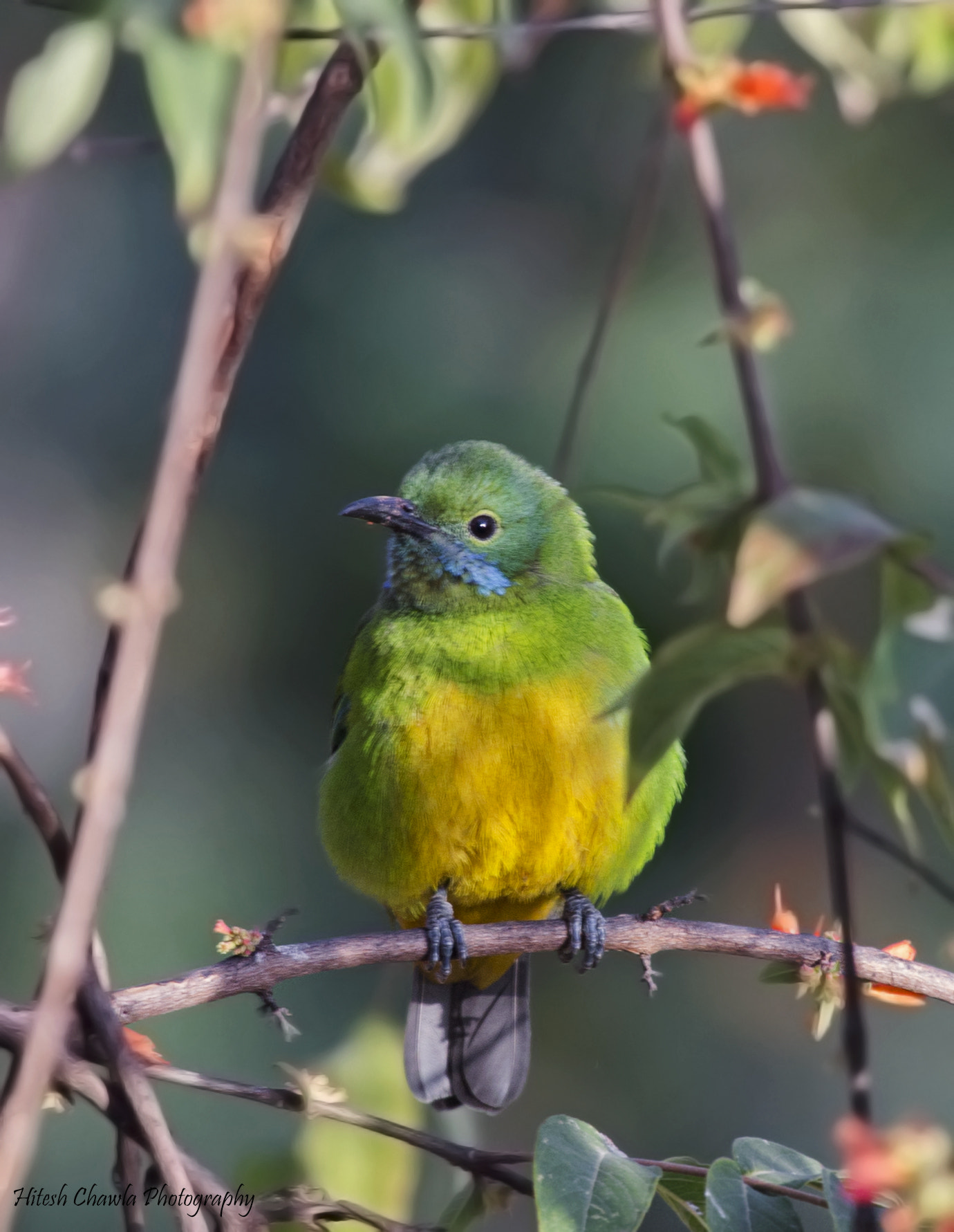 Canon EF 100-400mm F4.5-5.6L IS USM sample photo. Orange bellied leaf-bird photography