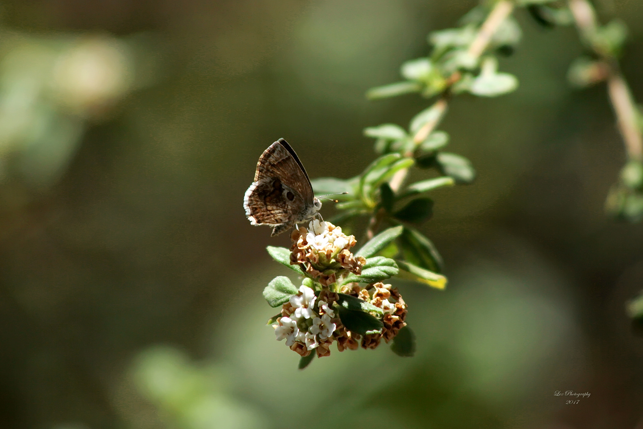 Canon EOS 700D (EOS Rebel T5i / EOS Kiss X7i) + EF75-300mm f/4-5.6 sample photo. Seasoning stop photography