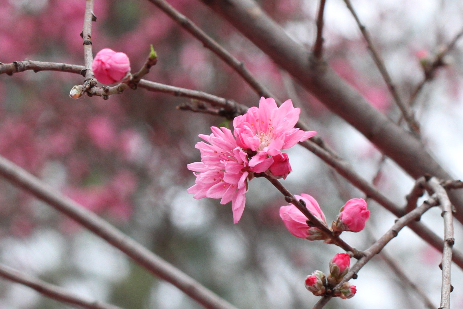 Tamron SP AF 60mm F2 Di II LD IF Macro sample photo. Cherry blossom photography