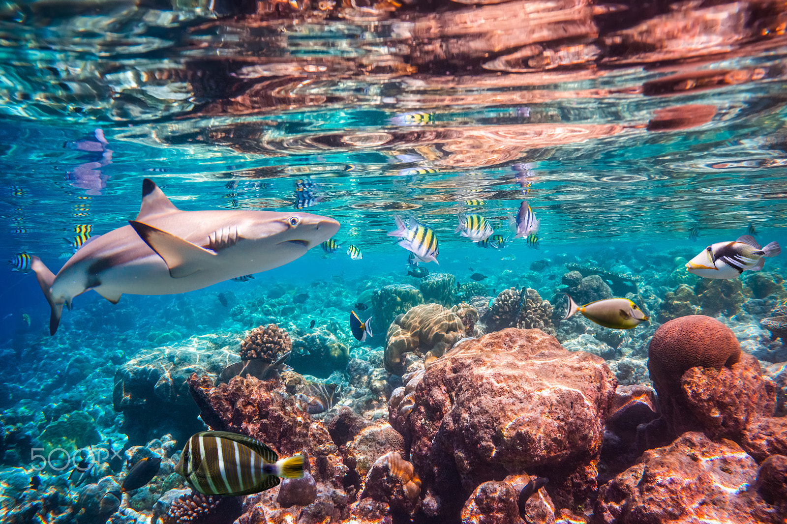 Sony Alpha NEX-7 + Sony E 18-55mm F3.5-5.6 OSS sample photo. Tropical coral reef. photography