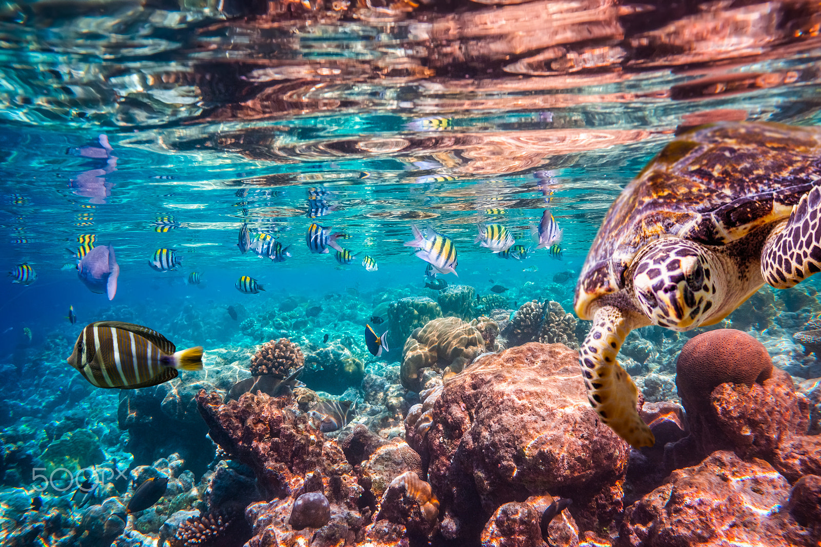 Sony Alpha NEX-7 sample photo. Hawksbill turtle - eretmochelys imbricata photography