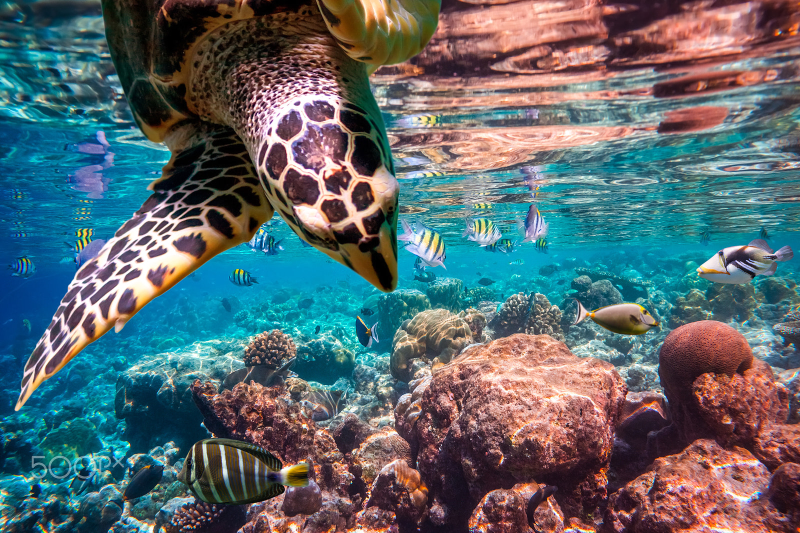 Sony Alpha NEX-7 + Sony E 18-55mm F3.5-5.6 OSS sample photo. Hawksbill turtle - eretmochelys imbricata photography