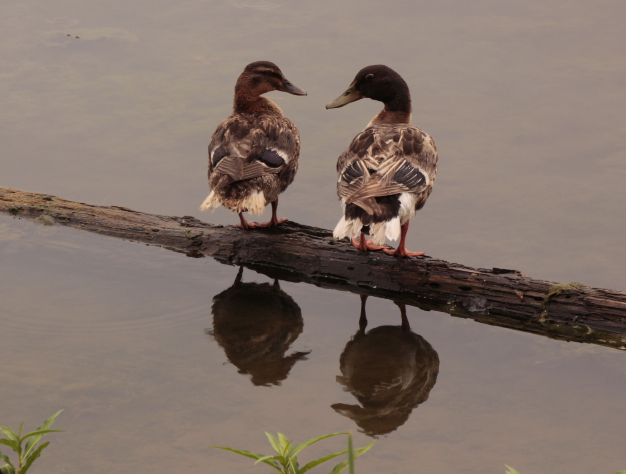 Canon EOS 550D (EOS Rebel T2i / EOS Kiss X4) sample photo. Love is in the air photography