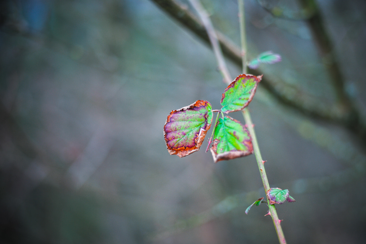 Leica Summilux-M 50mm F1.4 ASPH sample photo. Fighting photography