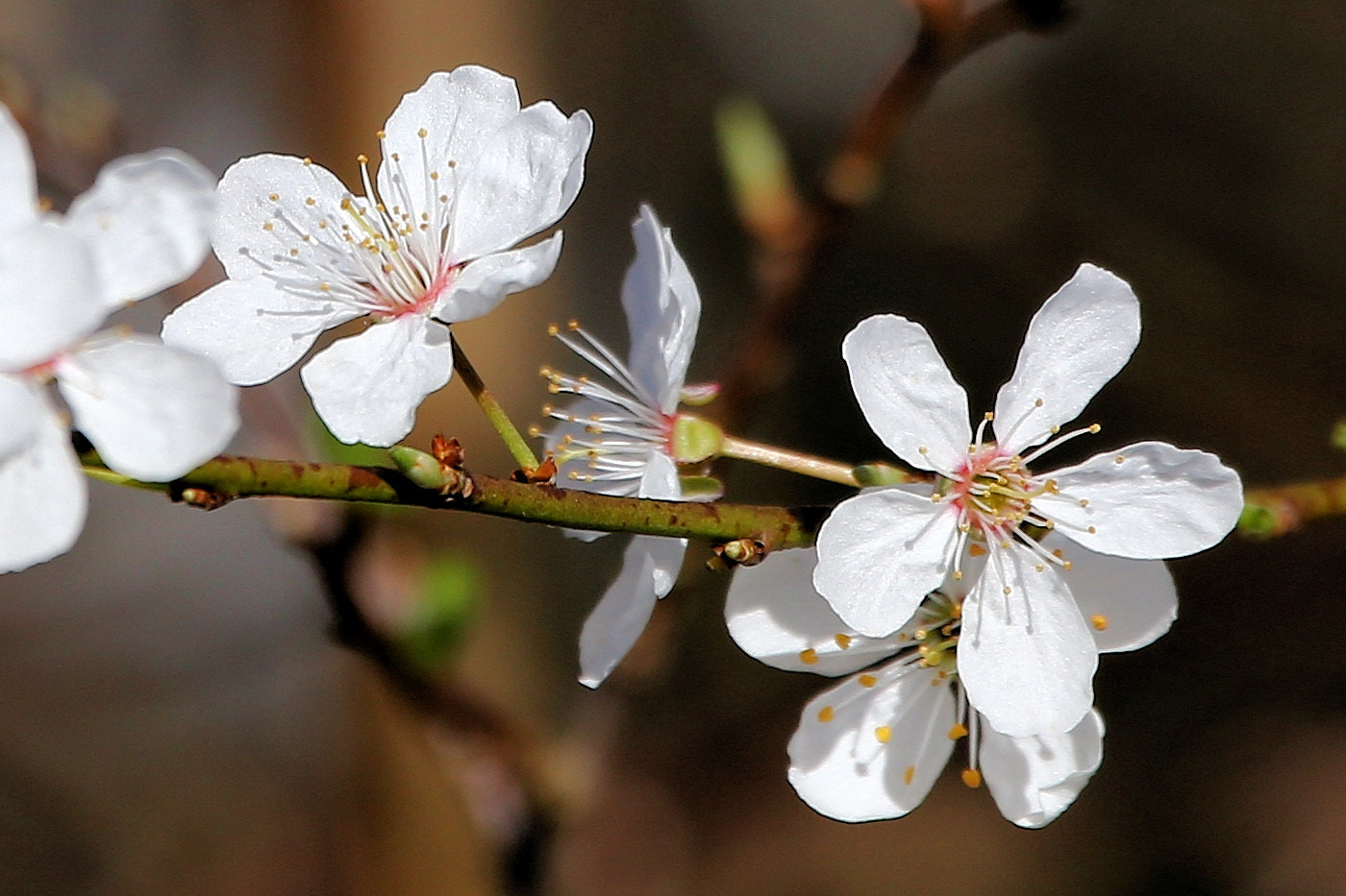 150-600mm F5-6.3 DG OS HSM | Contemporary 015 sample photo. Blackthorn blossom photography