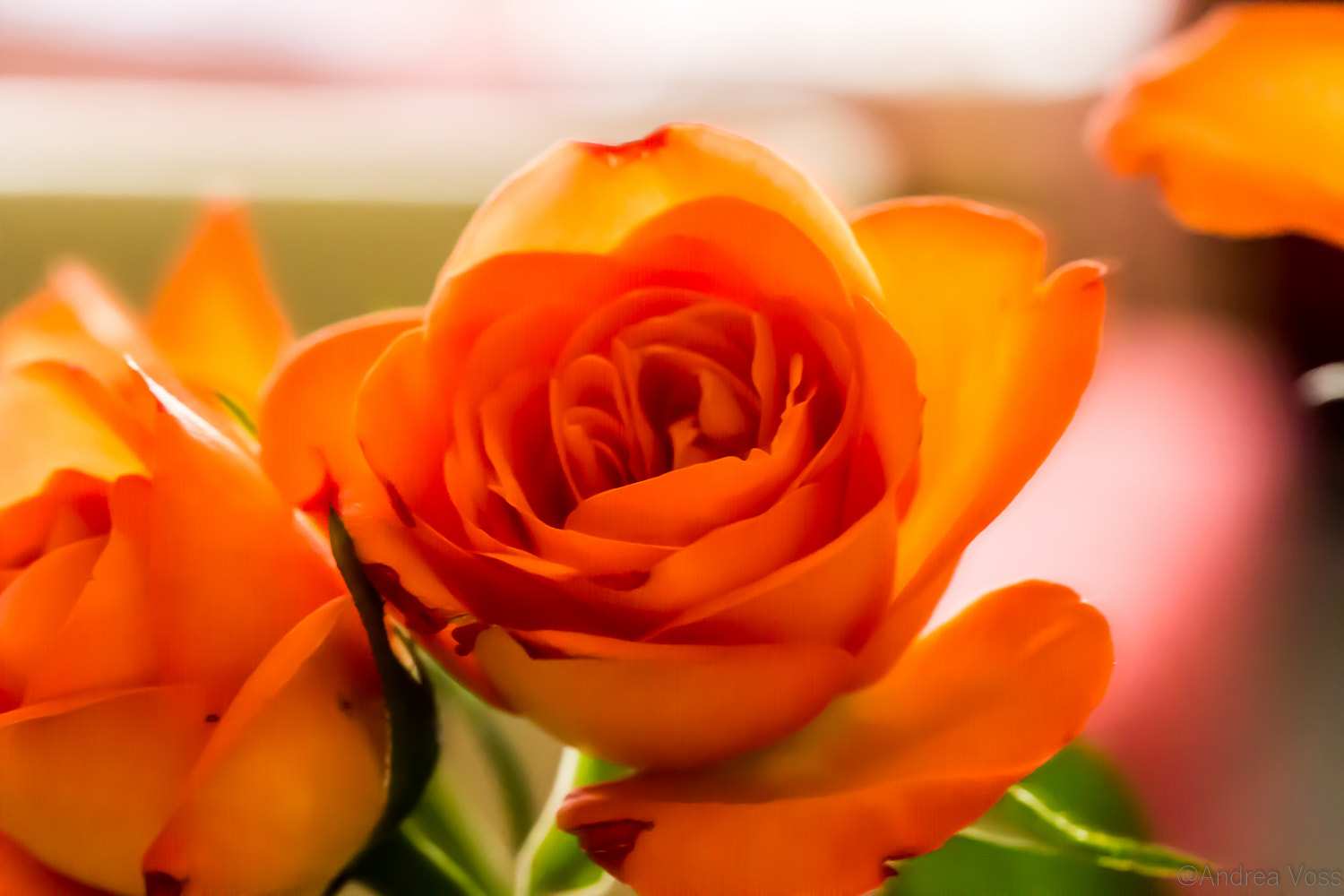 Canon EF 100mm F2.8L Macro IS USM sample photo. Beautiful rose photography