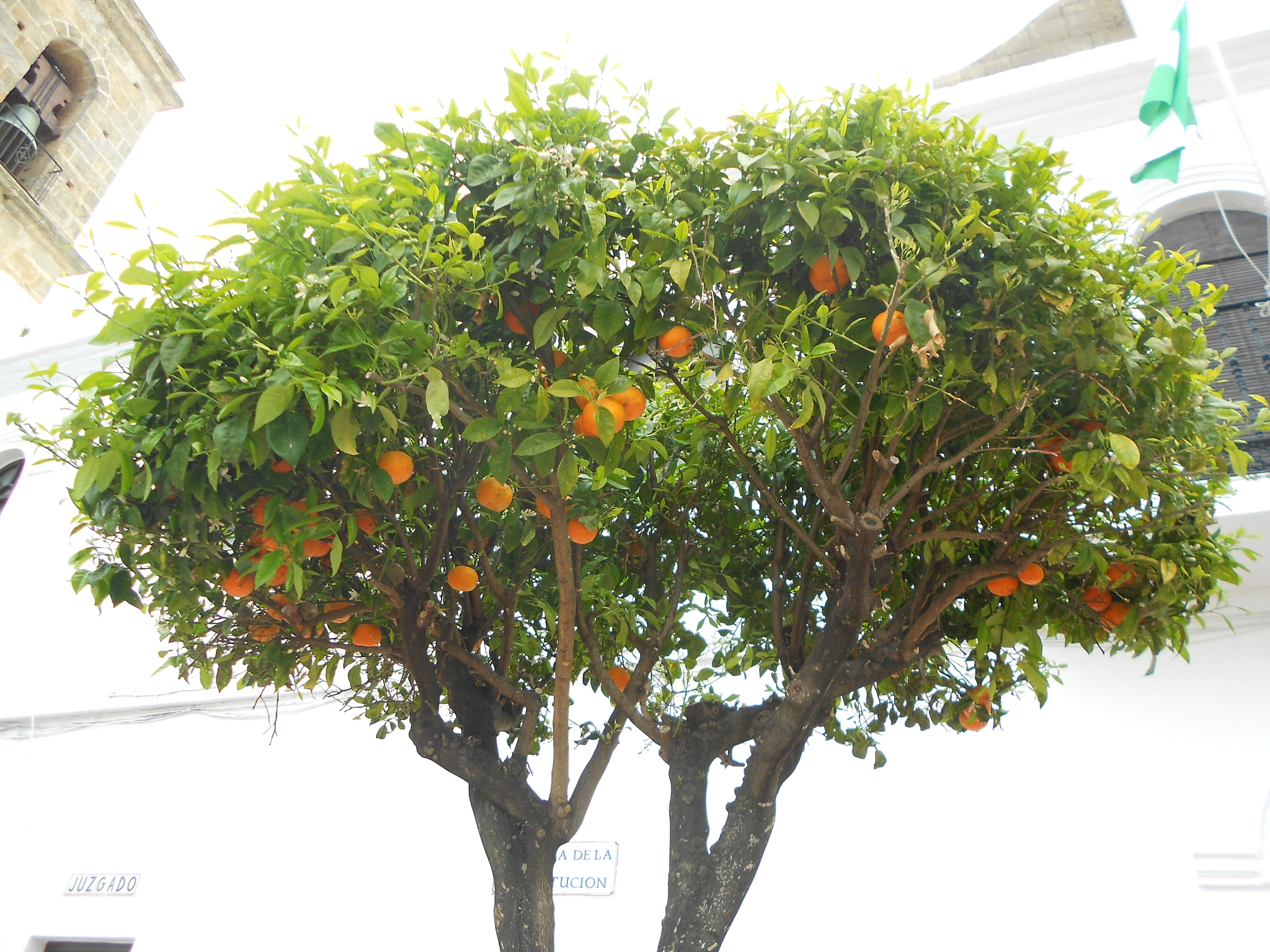 Nikon COOLPIX S4150 sample photo. Orange tree photography