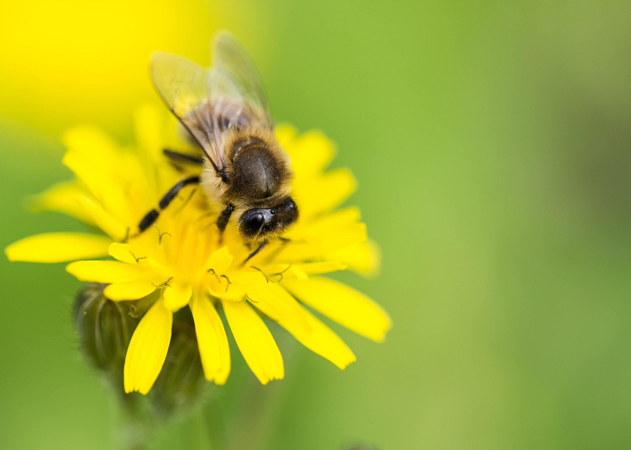 Nikon D600 sample photo. Bee worker photography