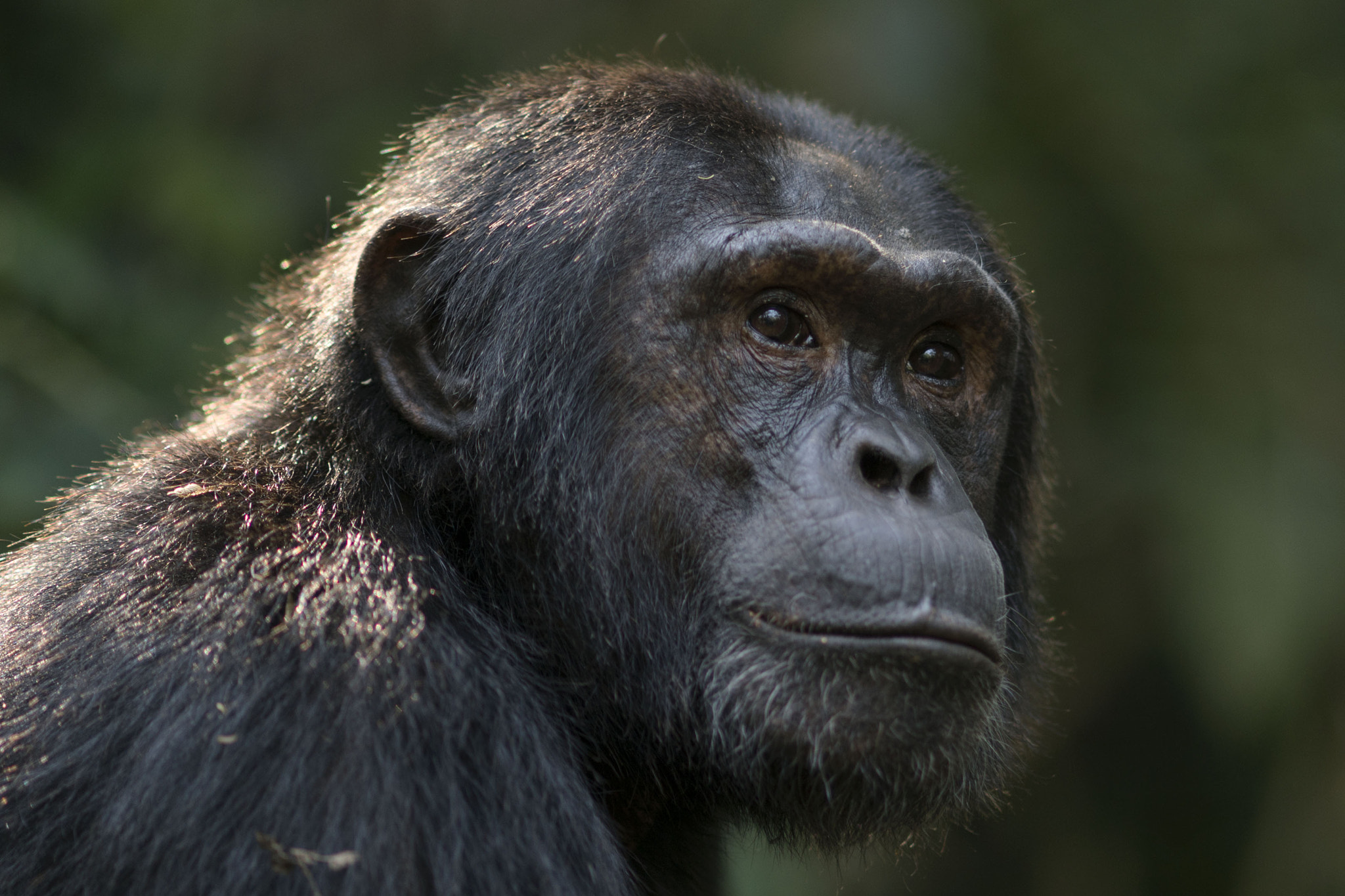 Sony a7R II + Sony Sonnar T* 135mm F1.8 ZA sample photo. Chimpansee - kibale forest - uganda photography