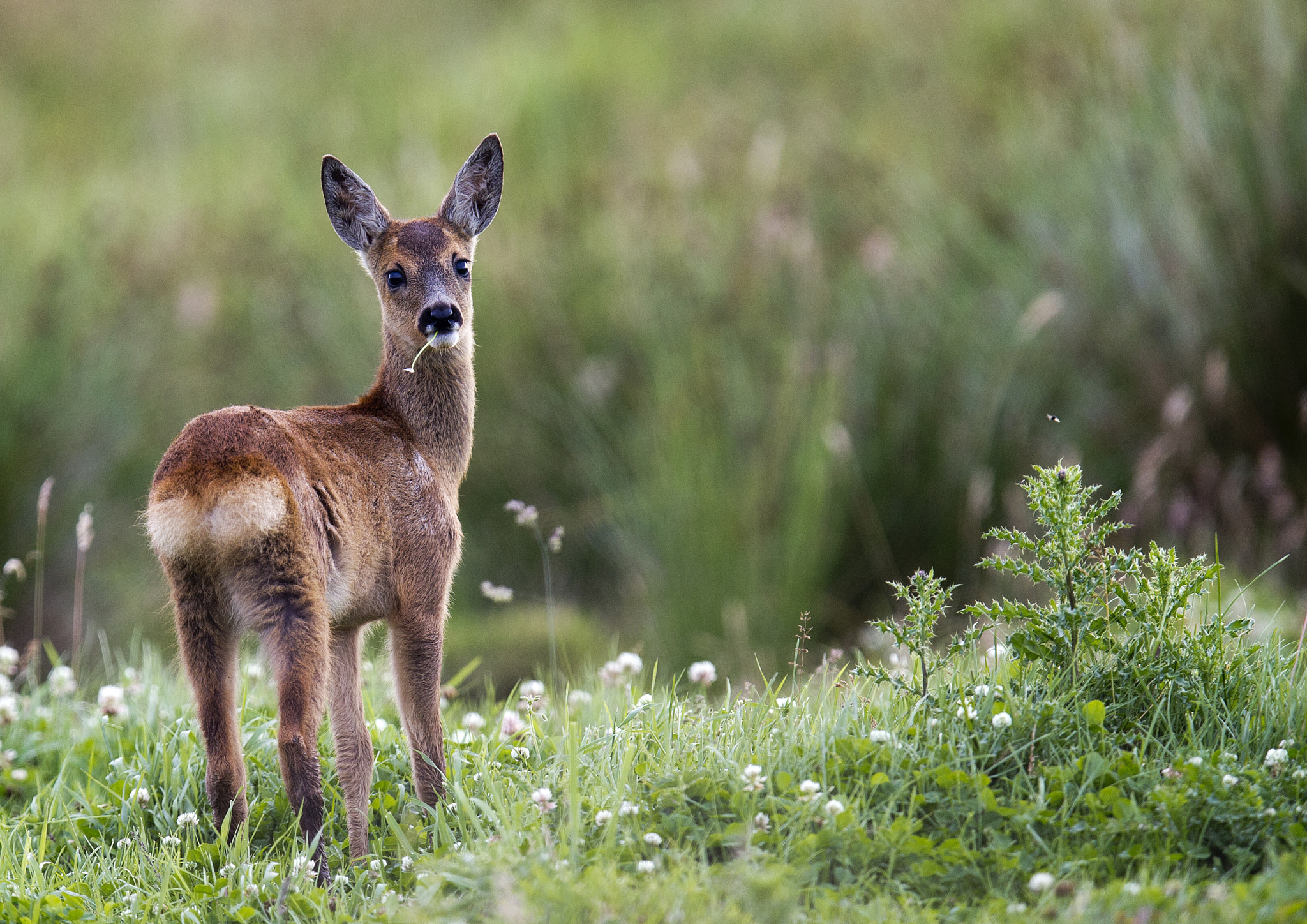 Canon EF 400mm F2.8L IS II USM sample photo. Young roe deer photography