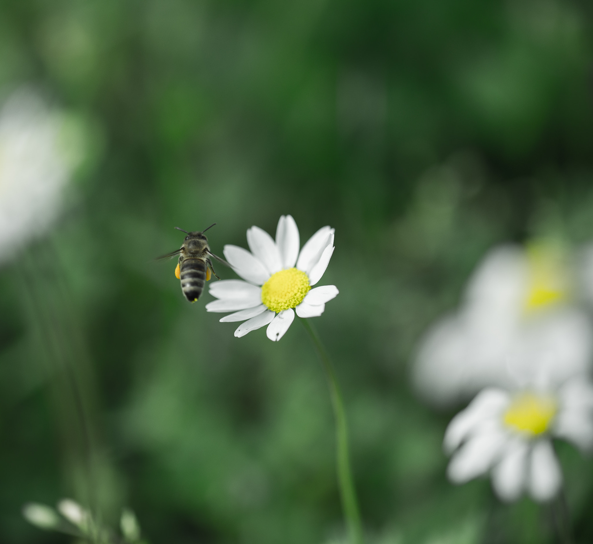 Nikon D600 sample photo. Take off photography
