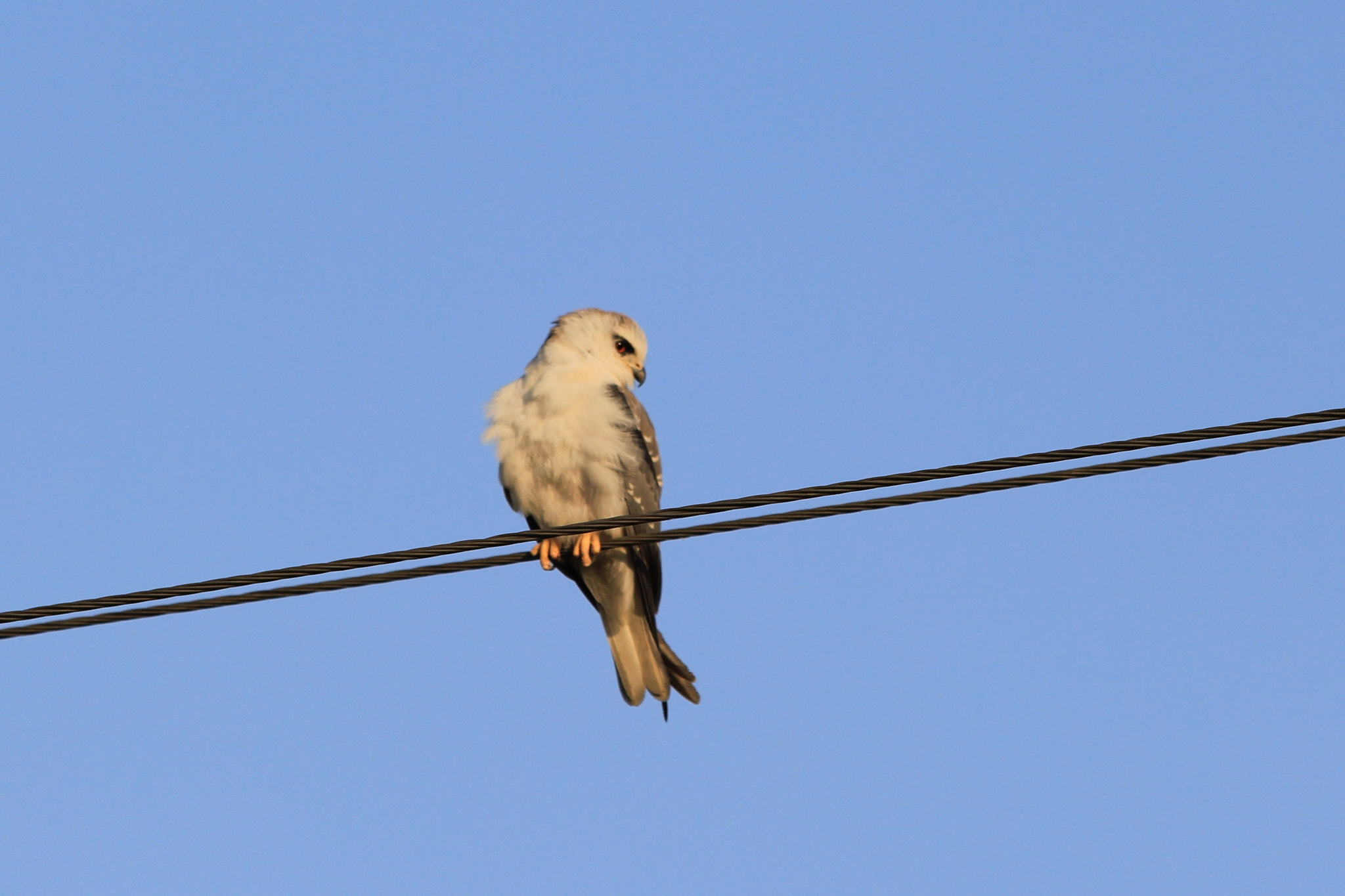 Canon EF 70-300mm F4-5.6 IS USM sample photo