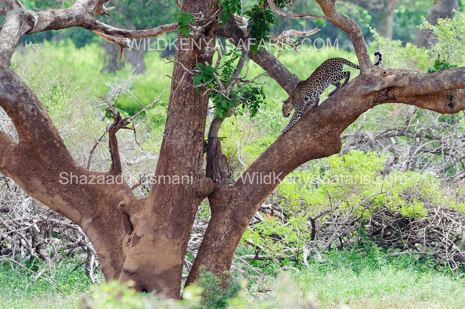 Nikon D700 + Sigma 150-600mm F5-6.3 DG OS HSM | C sample photo. Leopard climbs down a tree in tsavo east photography