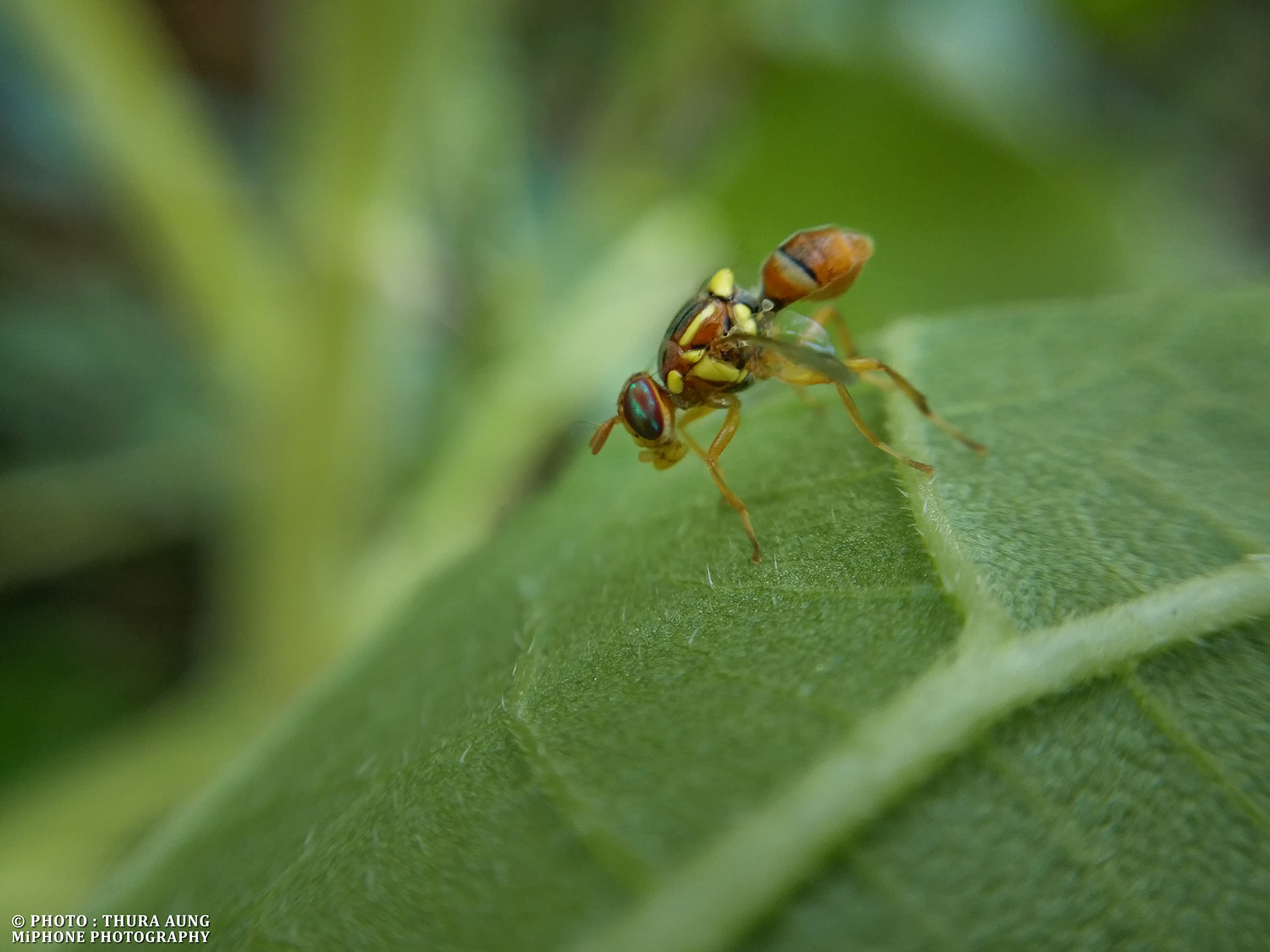 Xiaomi MI3 sample photo. H o v e r f l y photography
