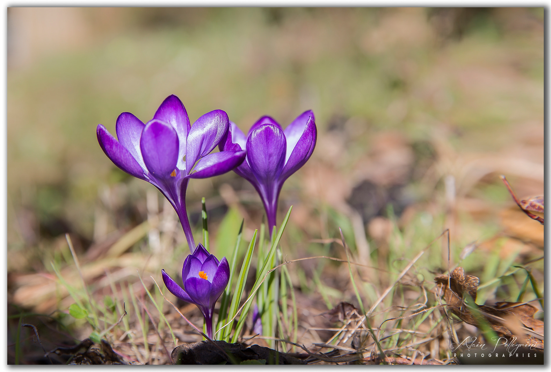 Canon EOS-1D X sample photo. Aps photography