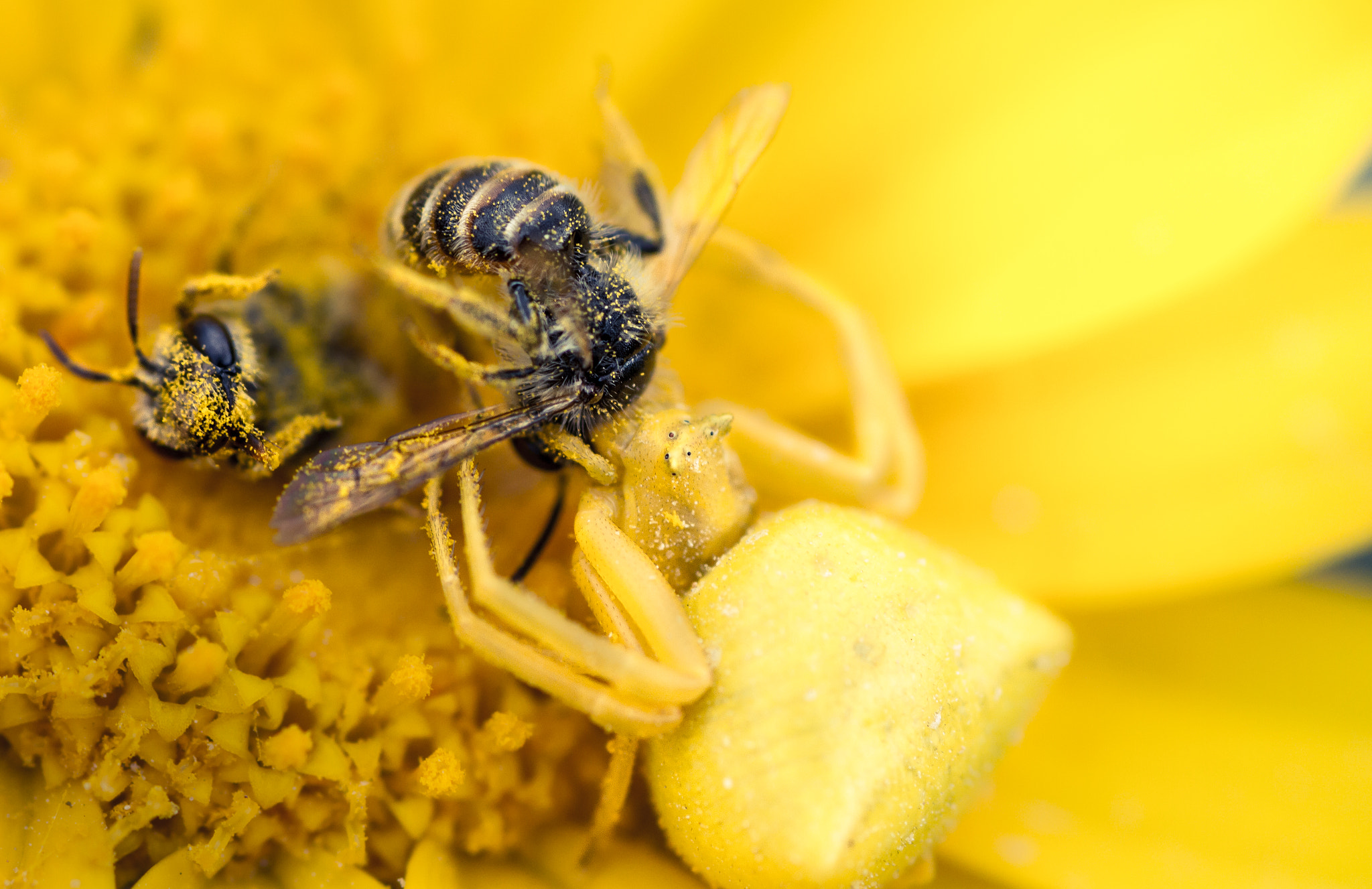 Canon EOS 7D + Tamron SP AF 90mm F2.8 Di Macro sample photo. King spider photography