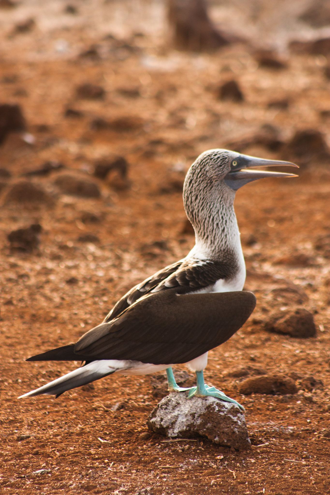 Canon EOS 40D + EF75-300mm f/4-5.6 sample photo. Blue footed booby photography