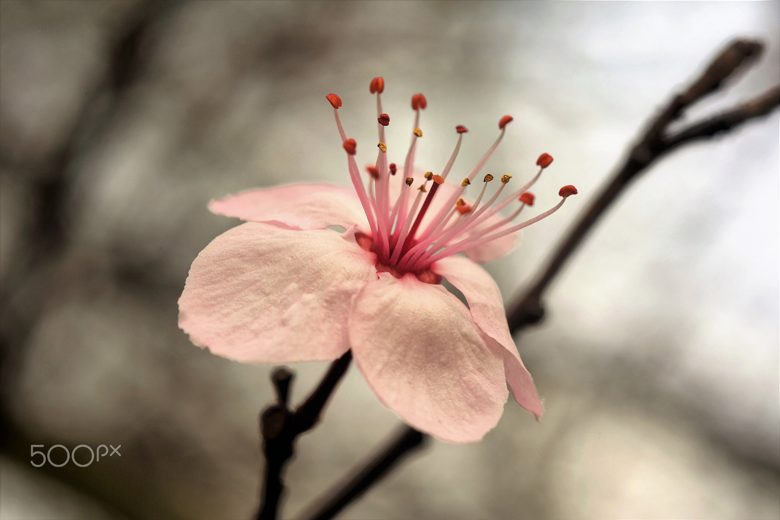 AF Micro-Nikkor 60mm f/2.8 sample photo. Pink flower photography