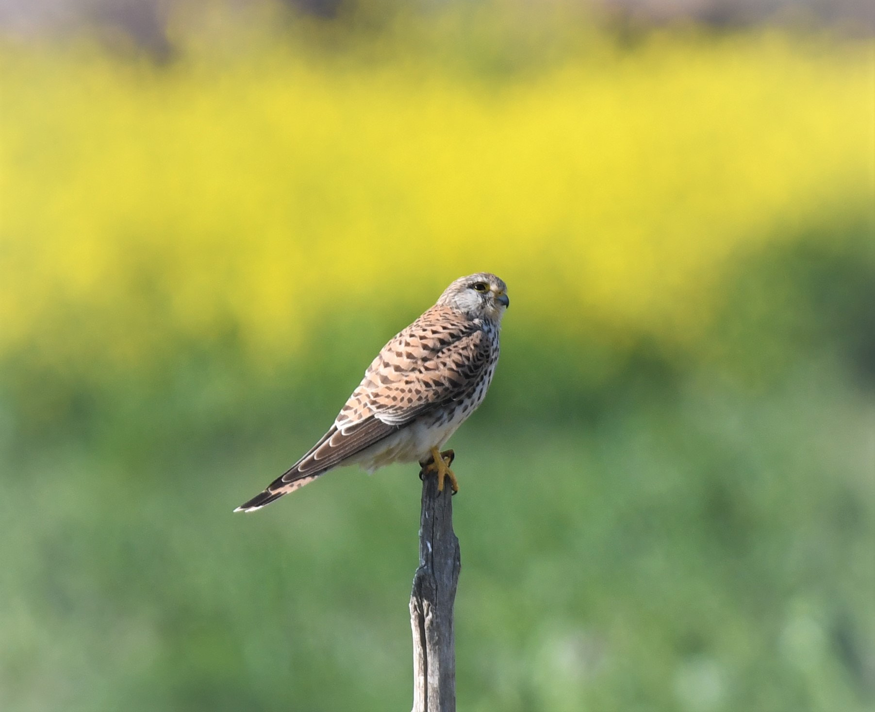 Sigma 150-600mm F5-6.3 DG OS HSM | S sample photo. D photography