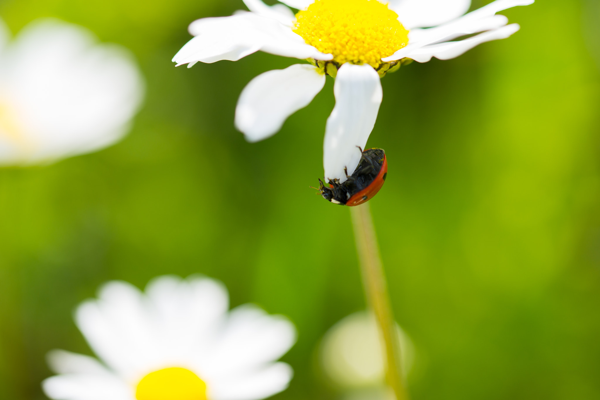 Nikon D600 sample photo. Ladybird photography