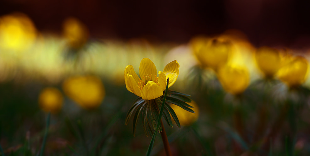 Nikon D7100 + Nikon AF Micro-Nikkor 60mm F2.8D sample photo. çiçek flower photography