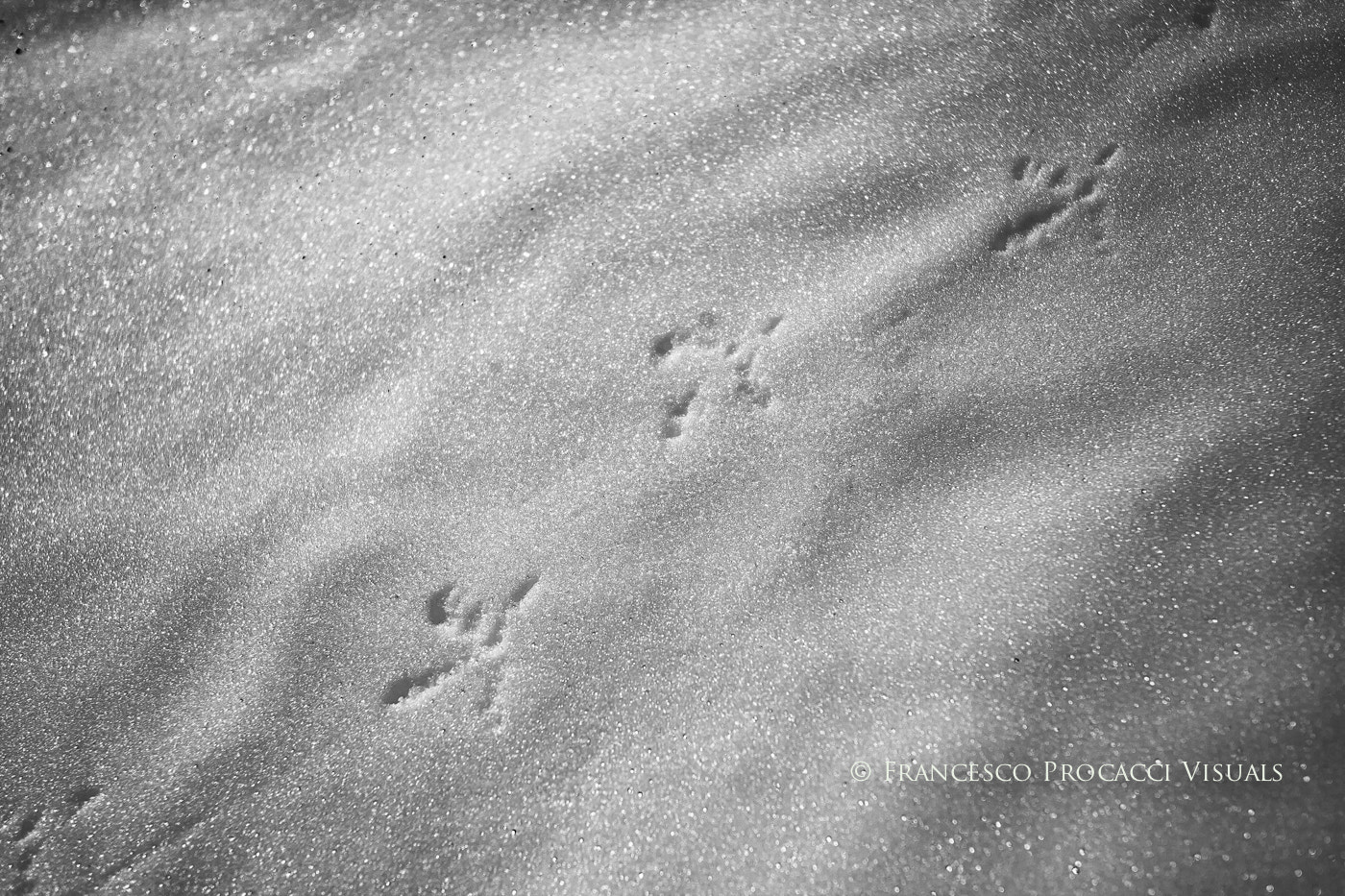 Canon EOS 5D + Canon EF 17-40mm F4L USM sample photo. Traces in the snow photography
