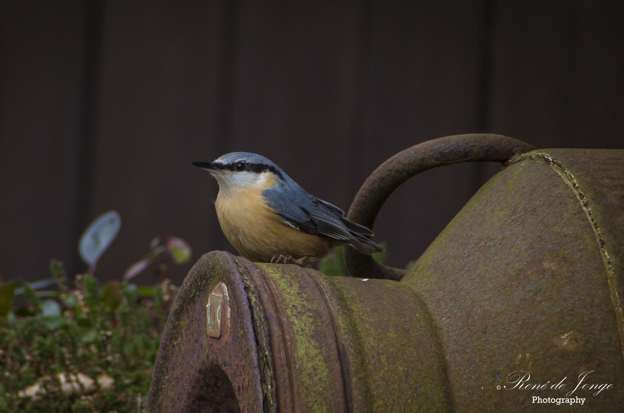Canon EOS 1100D (EOS Rebel T3 / EOS Kiss X50) sample photo. Sitta europaea photography