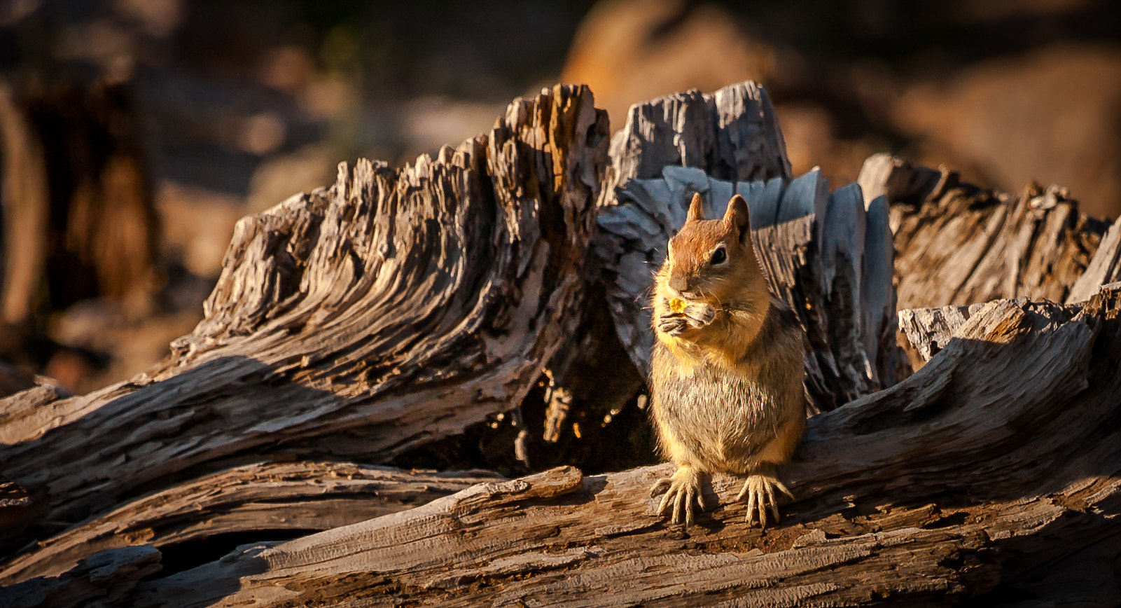 Nikon D50 sample photo. Crater lake squirrel photography