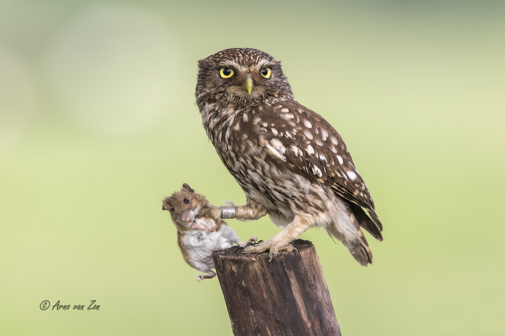 Canon EF 600mm F4L IS II USM sample photo. The catch... photography