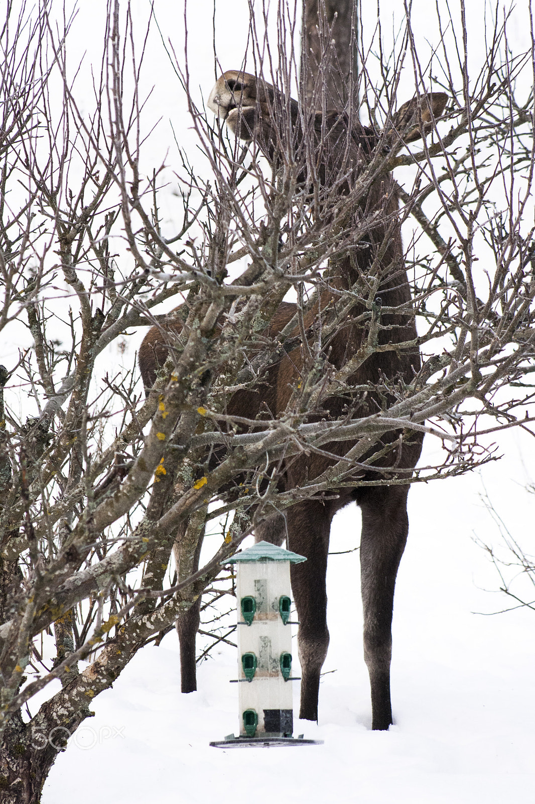 Canon EOS 1000D (EOS Digital Rebel XS / EOS Kiss F) sample photo. Animals in norwegian nature photography