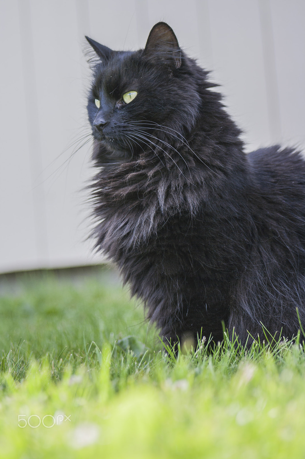 Canon EOS 1000D (EOS Digital Rebel XS / EOS Kiss F) sample photo. Animals in norwegian nature photography