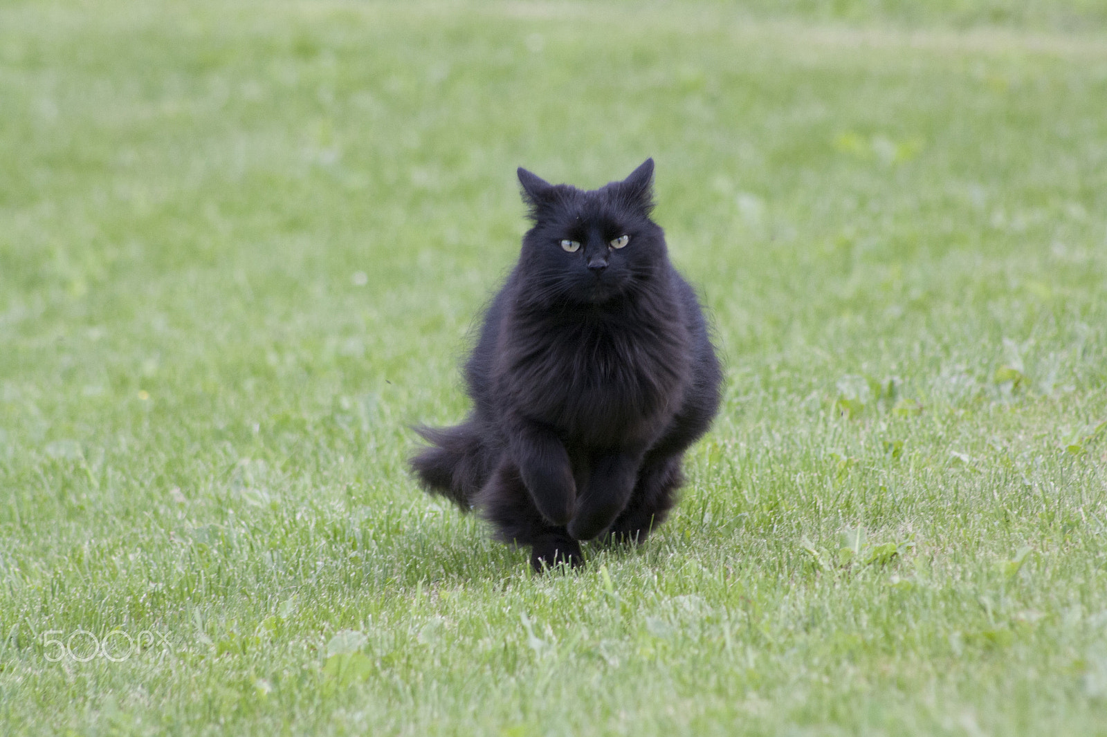 Canon EOS 1000D (EOS Digital Rebel XS / EOS Kiss F) sample photo. Animals in norwegian nature photography