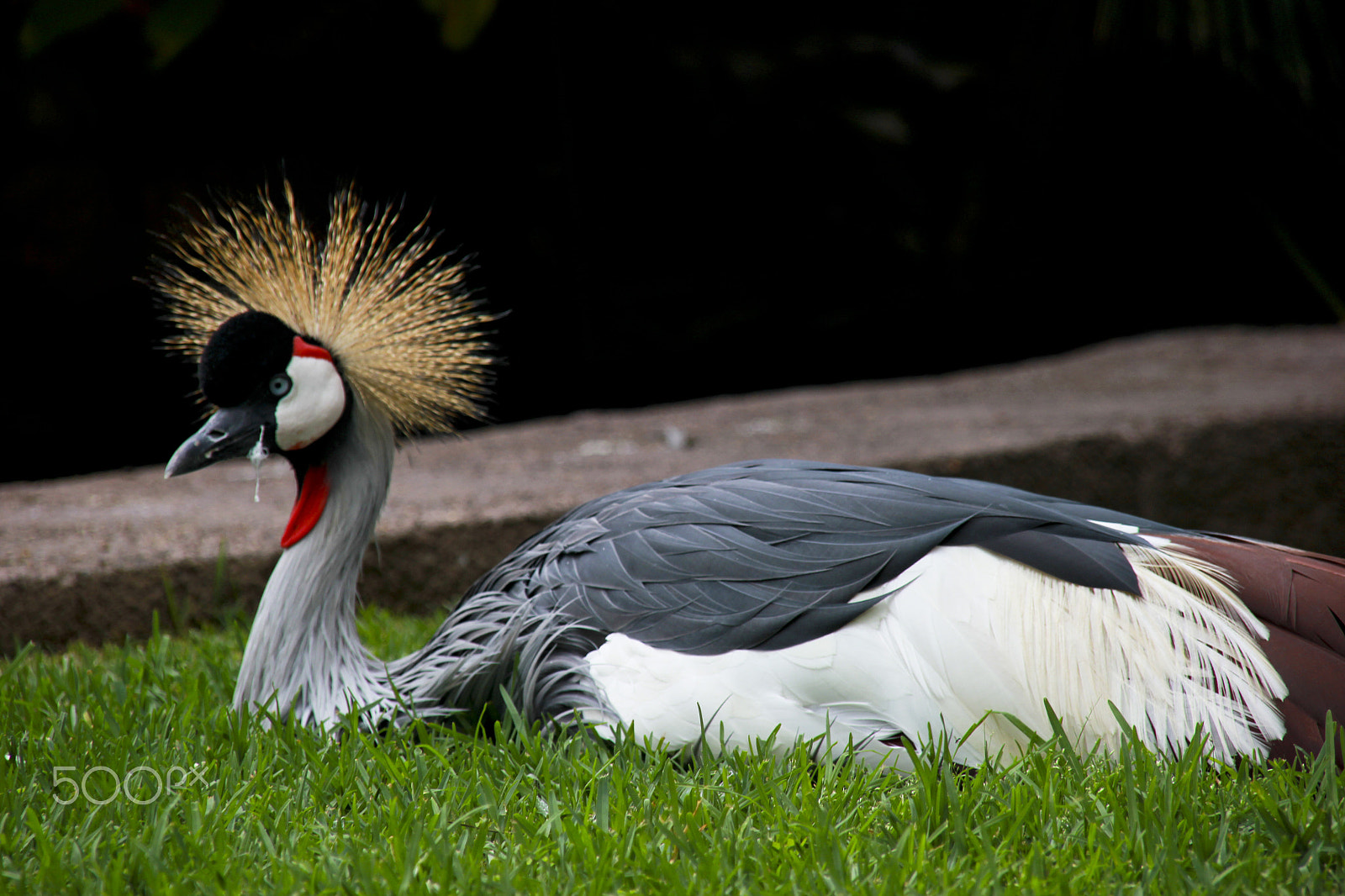 Sigma 18-200mm f/3.5-6.3 DC OS sample photo. Animals in norwegian nature photography