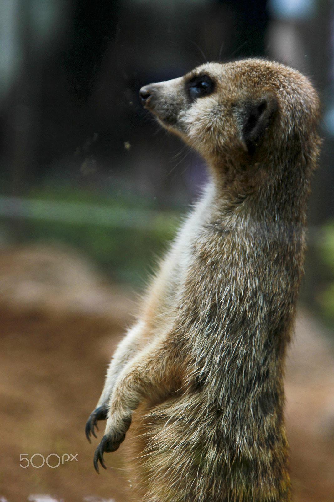 Sigma 18-200mm f/3.5-6.3 DC OS sample photo. Animals in norwegian nature photography