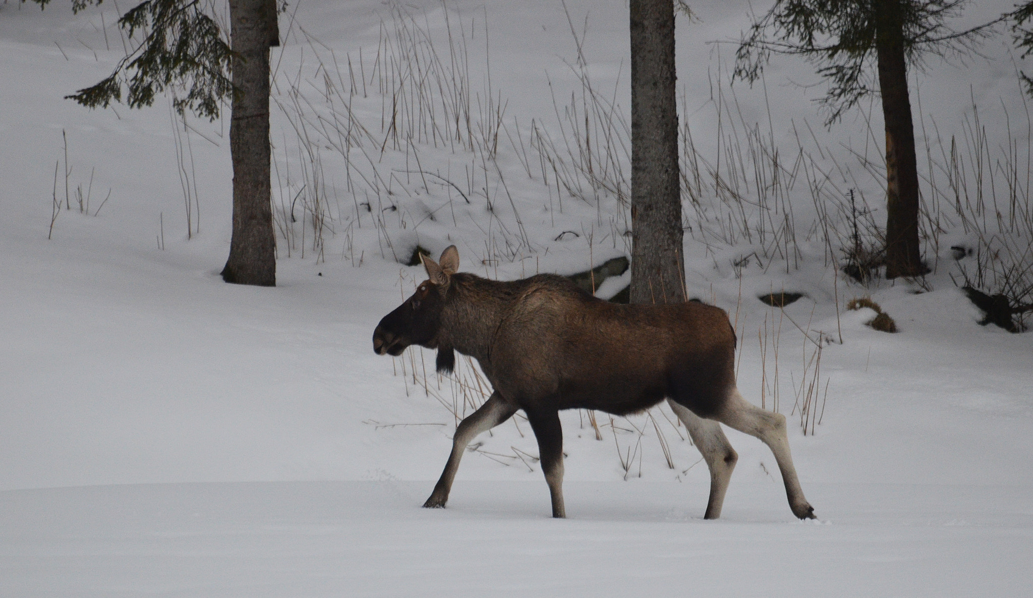 Sigma 120-400mm F4.5-5.6 DG OS HSM sample photo. Moose on the move in winter landscape photography