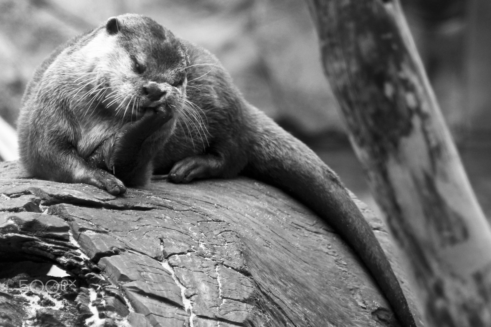 Sigma 18-200mm f/3.5-6.3 DC OS sample photo. Animals in norwegian nature photography